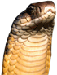 Serpent